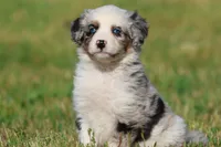 Skylar, a male Aussiedoodle and Bernedoodle for sale in Grand Rapids, MI – 5 of 5