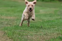 Happy AKC, a female Labrador Retriever for sale in Grand Rapids, MI – 4 of 6