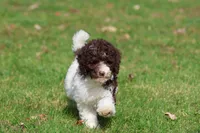 Snickerdoodles, a female Miniature Bernedoodle for sale in Grand Rapids, MI – 4 of 6