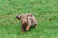 Swiss Rolls, a male Miniature Dachshund for sale in Grand Rapids, MI – 3 of 7