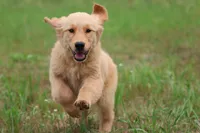 Nala, a female Golden Retriever for sale in Grand Rapids, MI – 2 of 4