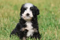Betty Davis , a female Aussiedoodle and Bernedoodle for sale in Grand Rapids, MI – 6 of 6