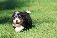 Twizzler , a male Miniature Bernedoodle for sale in Grand Rapids, MI – 2 of 6