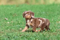 Oscar , a male Dachshund and Miniature Dachshund for sale in Grand Rapids, MI – 4 of 7