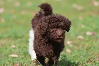 Truffles, a female Miniature Bernedoodle for sale in Grand Rapids, MI – 5 of 7