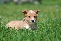 Jersey, a male Pembroke Welsh Corgi for sale in Grand Rapids, MI – 3 of 4