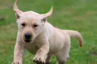 Golden Touch AKC , a female Labrador Retriever for sale in Grand Rapids, MI – 3 of 5