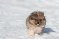 Pockets, a male Pomeranian for sale in Grand Rapids, MI – Photo 5 of 5