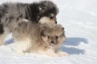 Pockets, a male Pomeranian for sale in Grand Rapids, MI – Photo 2 of 5