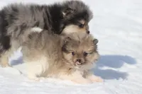 Pockets, a male Pomeranian for sale in Grand Rapids, MI – Photo 4 of 5