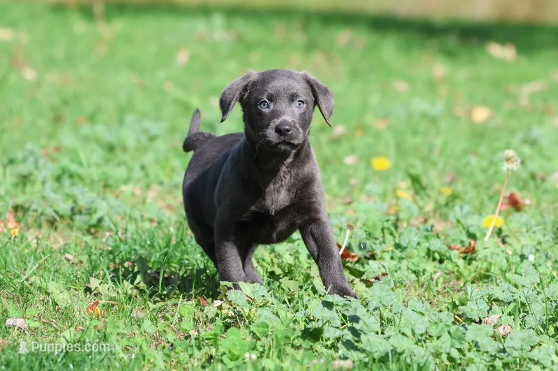Silver Dollar AKC  – Labrador Retriever puppy for sale in Grand Rapids, MI