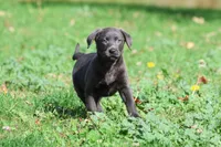 Silver Dollar AKC , a female Labrador Retriever for sale in Grand Rapids, MI – 1 of 7