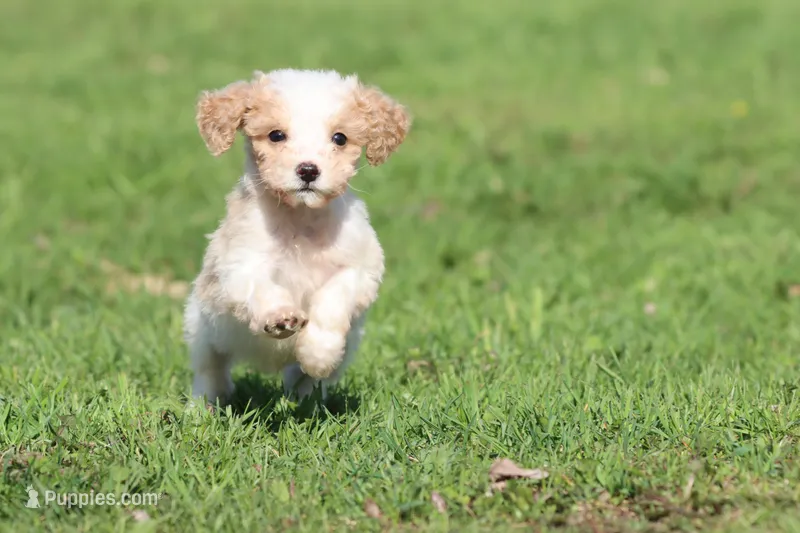 Pistachio – Miniature Goldendoodle puppy for sale in Grand Rapids, MI