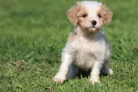 Pistachio, a male Miniature Goldendoodle for sale in Grand Rapids, MI – Photo 4 of 4