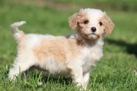 Pistachio, a male Miniature Goldendoodle for sale in Grand Rapids, MI – Photo 2 of 4