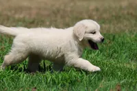 Frosty , a male Golden Retriever and English Cream Golden Retriever for sale in Grand Rapids, MI – 6 of 7