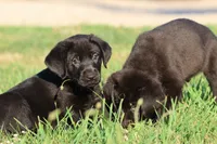 Knight AKC , a male Labrador Retriever for sale in Grand Rapids, MI – 4 of 5