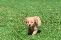 Twinkie AKC, a male Golden Retriever for sale in Grand Rapids, MI – 3 of 6