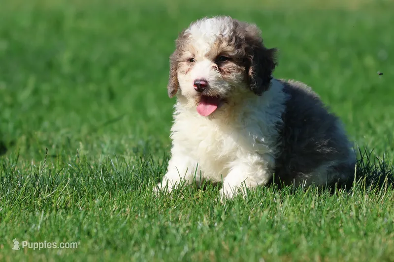 Monster Cookies – Miniature Bernedoodle puppy for sale in Grand Rapids, MI