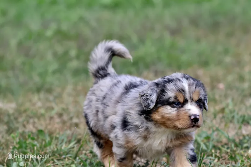 Chewbacca – Australian Shepherd, Bernese Mountain Dog puppy for sale in Grand Rapids, MI