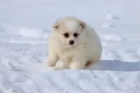 Cream Puff AKC, a male Pomeranian for sale in Grand Rapids, MI – Photo 5 of 5