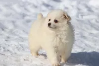 Cream Puff AKC, a male Pomeranian for sale in Grand Rapids, MI – Photo 2 of 5