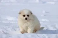 Cream Puff AKC, a male Pomeranian for sale in Grand Rapids, MI – Photo 4 of 5