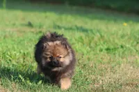 Sable AKC , a female Pomeranian for sale in Grand Rapids, MI – 3 of 5