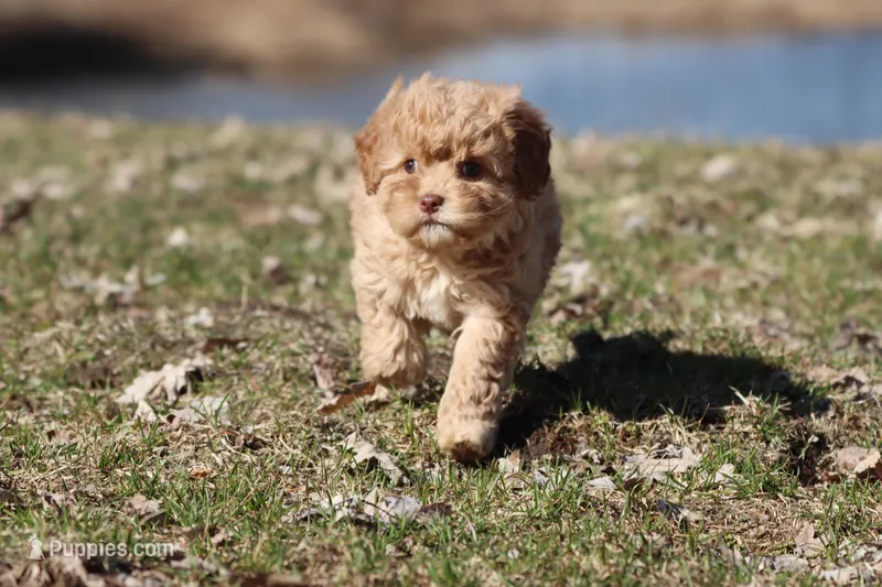 Sweety Dear  – Cavapoo puppy for sale in Grand Rapids, MI