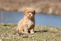 Sweety Dear , a male Cavapoo for sale in Grand Rapids, MI – Photo 5 of 5