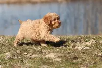 Sweety Dear , a male Cavapoo for sale in Grand Rapids, MI – Photo 3 of 5