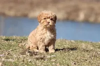 Sweety Dear , a male Cavapoo for sale in Grand Rapids, MI – Photo 2 of 5