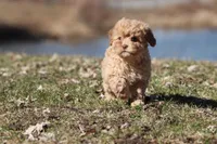 Sweety Dear , a male Cavapoo for sale in Grand Rapids, MI – Photo 4 of 5