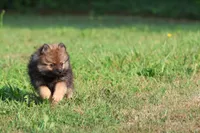 Sable AKC , a female Pomeranian for sale in Grand Rapids, MI – 5 of 5