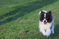 Feather AKC , a female Pomeranian for sale in Grand Rapids, MI – 5 of 7
