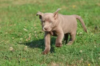 Crush, a male Labrador Retriever for sale in Grand Rapids, MI – 2 of 3