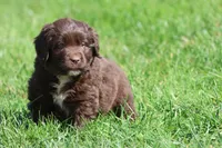 Bulldozer, a male Newfoundland for sale in Grand Rapids, MI – 2 of 5