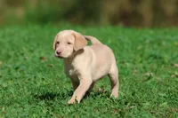 Lemon Tarts AKC , a female Labrador Retriever for sale in Grand Rapids, MI – 4 of 5