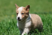 Snickerdoodles, a male Pembroke Welsh Corgi for sale in Grand Rapids, MI – 4 of 5