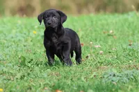 Baker AKC , a male Labrador Retriever for sale in Grand Rapids, MI – 2 of 5
