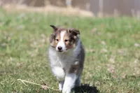 Mickey , a male Shetland Sheepdog for sale in Grand Rapids, MI – Photo 2 of 5