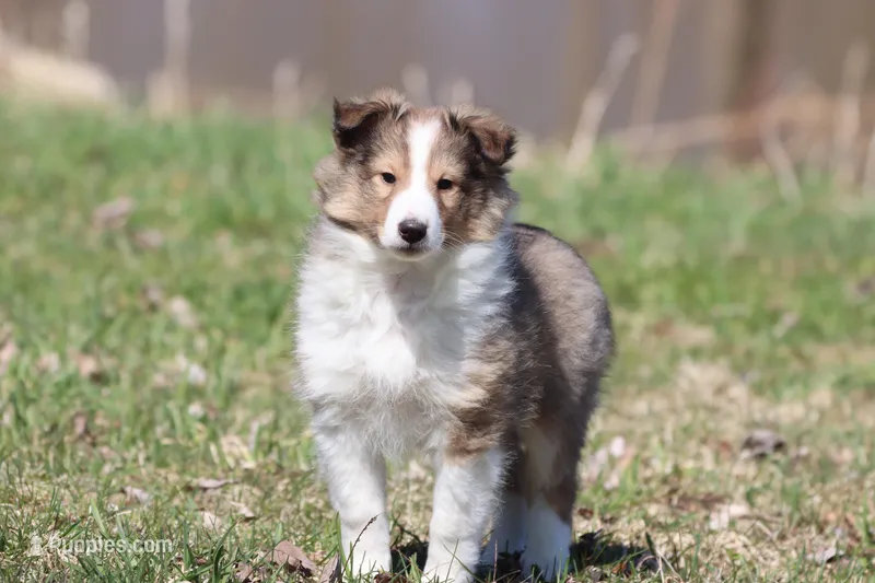 Mickey  – Shetland Sheepdog puppy for sale in Grand Rapids, MI