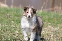 Mickey , a male Shetland Sheepdog for sale in Grand Rapids, MI – Photo 1 of 5