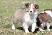 Mickey , a male Shetland Sheepdog for sale in Grand Rapids, MI – Photo 5 of 5