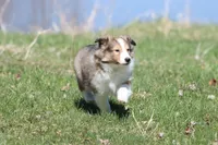 Mickey , a male Shetland Sheepdog for sale in Grand Rapids, MI – Photo 4 of 5