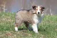 Mickey , a male Shetland Sheepdog for sale in Grand Rapids, MI – Photo 3 of 5