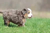 Blueberry Cheesecake, a female Bernedoodle and Miniature Bernedoodle for sale in Grand Rapids, MI – 2 of 3