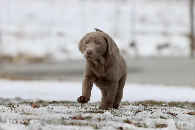 Root Beer AKC – Labrador Retriever puppy for sale in Grand Rapids, MI