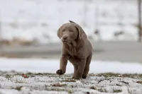 Root Beer AKC, a male Labrador Retriever for sale in Grand Rapids, MI – Photo 1 of 6