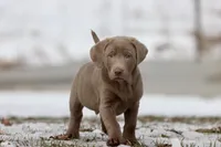 Root Beer AKC, a male Labrador Retriever for sale in Grand Rapids, MI – Photo 2 of 6